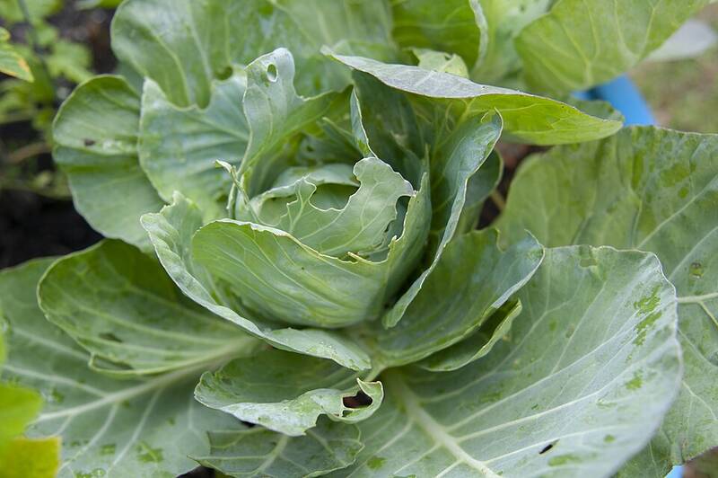 Vegetable plants growing in containers in a garden