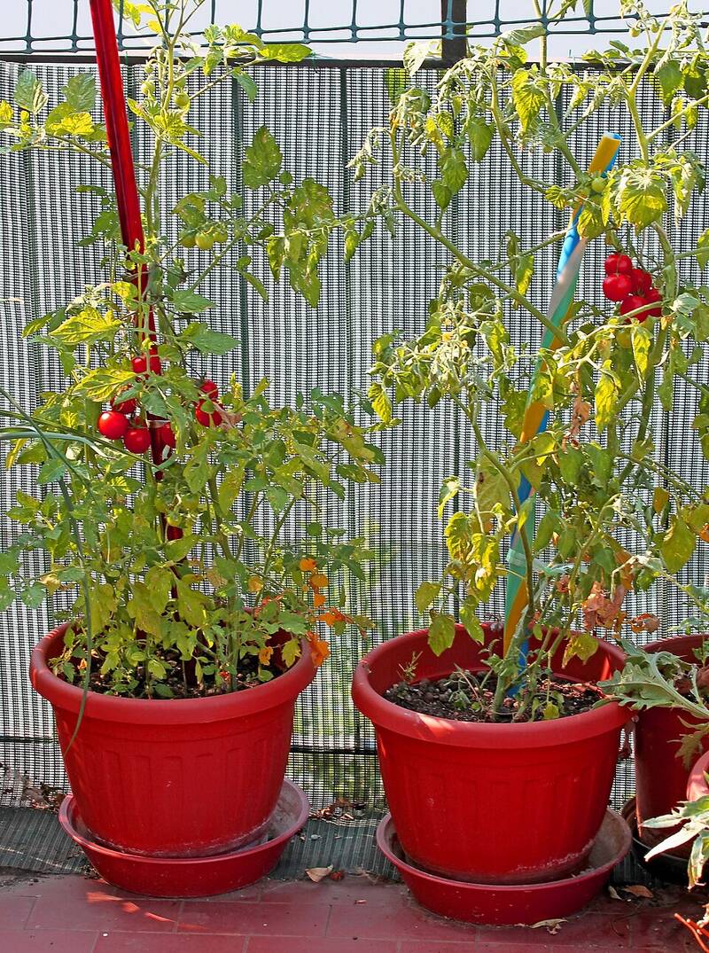 Two tomato plants with ripe fruit growing in pots on a terrace
